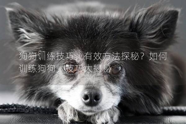 狗狗训练技巧，有效方法探秘？如何训练狗狗，技巧大揭秘