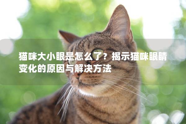 猫咪大小眼是怎么了？揭示猫咪眼睛变化的原因与解决方法