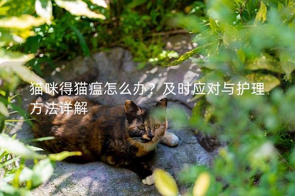 猫咪得猫瘟怎么办？及时应对与护理方法详解