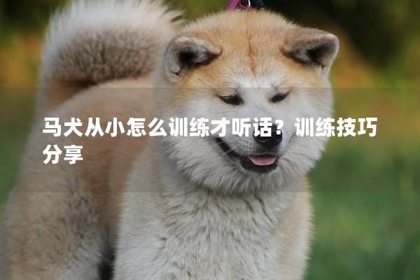 马犬从小怎么训练才听话？训练技巧分享