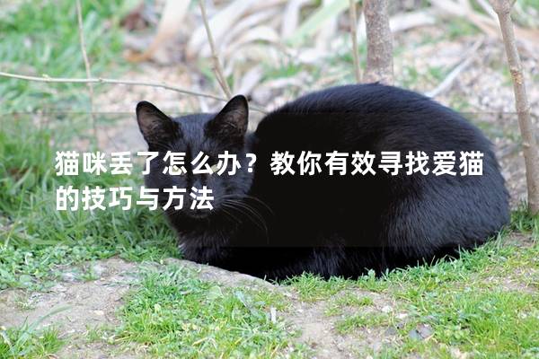 猫咪丢了怎么办？教你有效寻找爱猫的技巧与方法