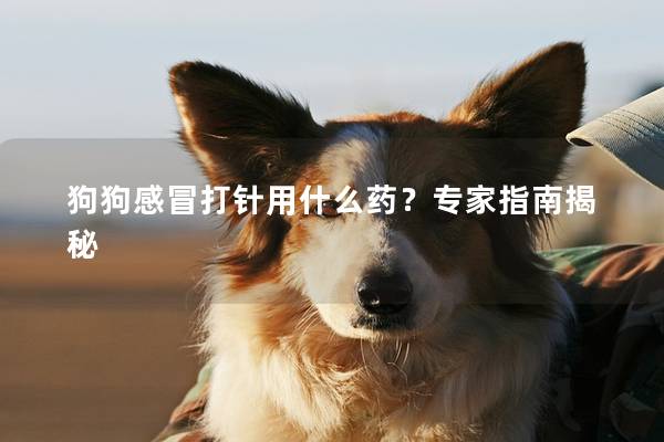 狗狗感冒打针用什么药？专家指南揭秘