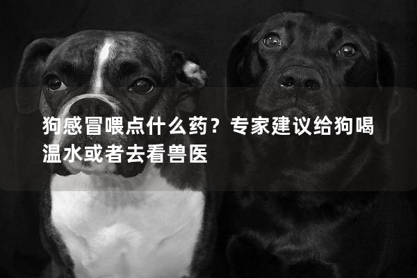 狗感冒喂点什么药？专家建议给狗喝温水或者去看兽医