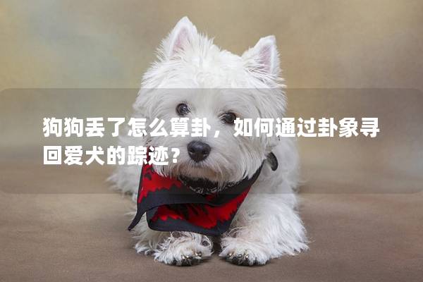 狗狗丢了怎么算卦，如何通过卦象寻回爱犬的踪迹？