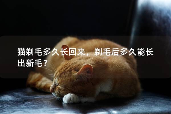 猫剃毛多久长回来，剃毛后多久能长出新毛？