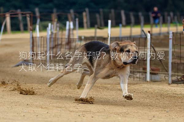 狗狗起什么名字好呢？教你如何为爱犬取个独特名字