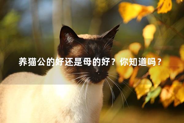 养猫公的好还是母的好？你知道吗？