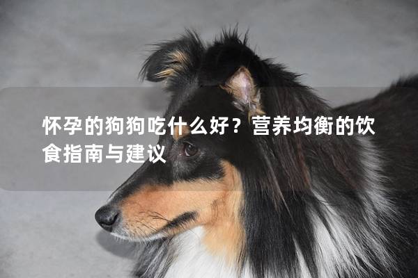 怀孕的狗狗吃什么好？营养均衡的饮食指南与建议