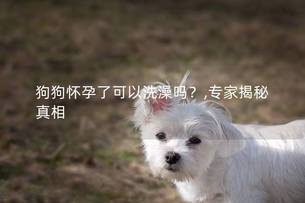 狗狗怀孕了可以洗澡吗？,专家揭秘真相