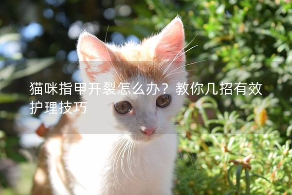 猫咪指甲开裂怎么办？教你几招有效护理技巧