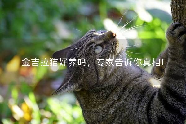 金吉拉猫好养吗，专家告诉你真相!