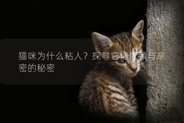 猫咪为什么粘人？探寻它们依赖与亲密的秘密