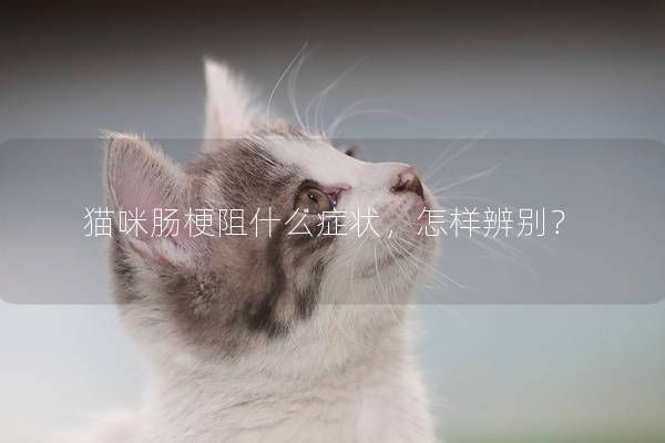 猫咪肠梗阻什么症状，怎样辨别？