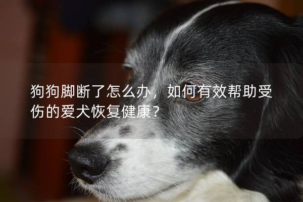 狗狗脚断了怎么办，如何有效帮助受伤的爱犬恢复健康？