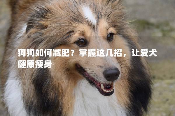 狗狗如何减肥？掌握这几招，让爱犬健康瘦身