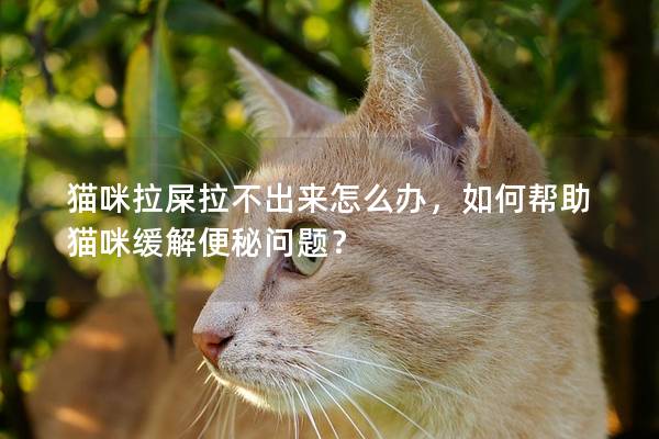 猫咪拉屎拉不出来怎么办，如何帮助猫咪缓解便秘问题？