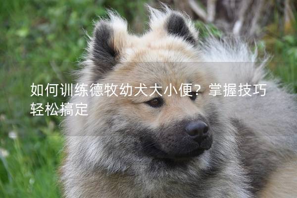 如何训练德牧幼犬大小便？掌握技巧轻松搞定