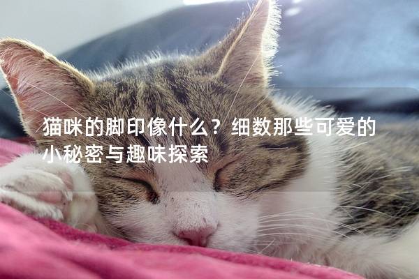 猫咪的脚印像什么？细数那些可爱的小秘密与趣味探索