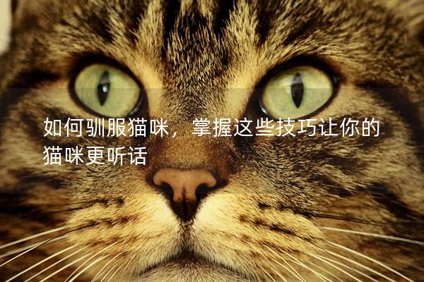 如何驯服猫咪，掌握这些技巧让你的猫咪更听话