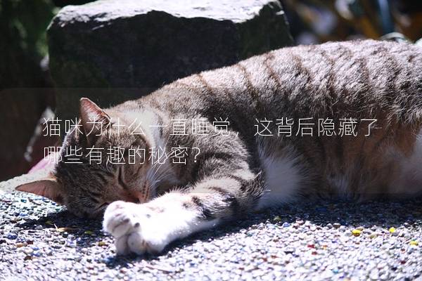 猫咪为什么一直睡觉，这背后隐藏了哪些有趣的秘密？