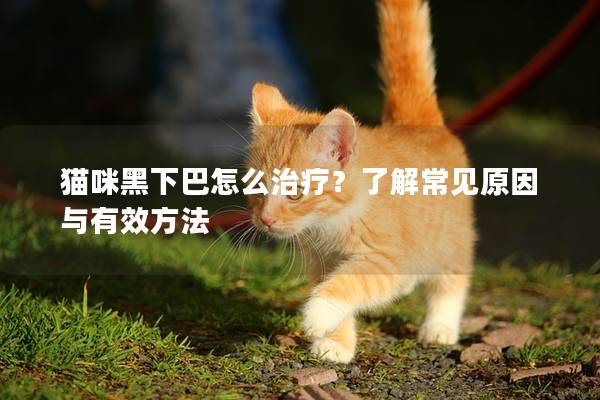 猫咪黑下巴怎么治疗？了解常见原因与有效方法