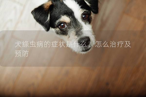 犬绦虫病的症状是什么、怎么治疗及预防