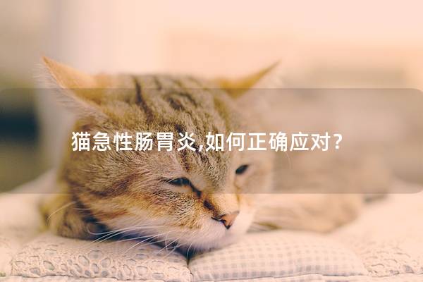 猫急性肠胃炎,如何正确应对？