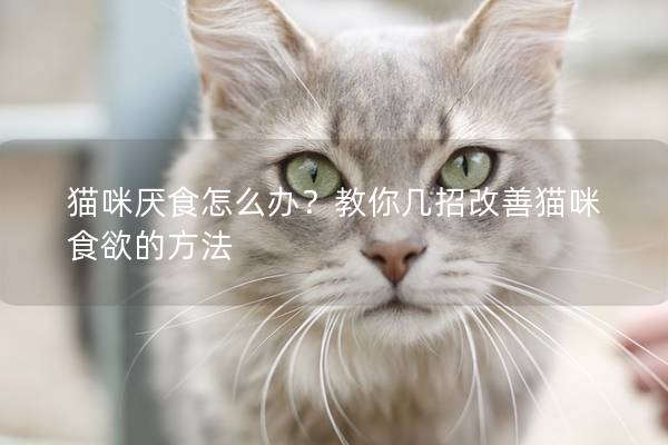 猫咪厌食怎么办？教你几招改善猫咪食欲的方法