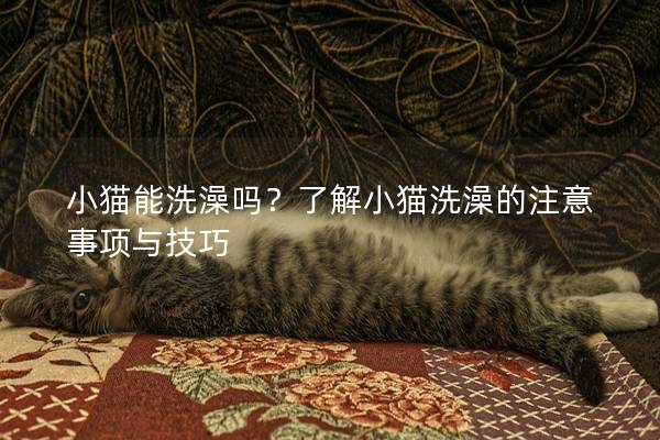 小猫能洗澡吗？了解小猫洗澡的注意事项与技巧