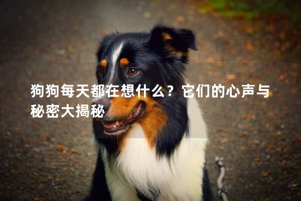 狗狗每天都在想什么？它们的心声与秘密大揭秘