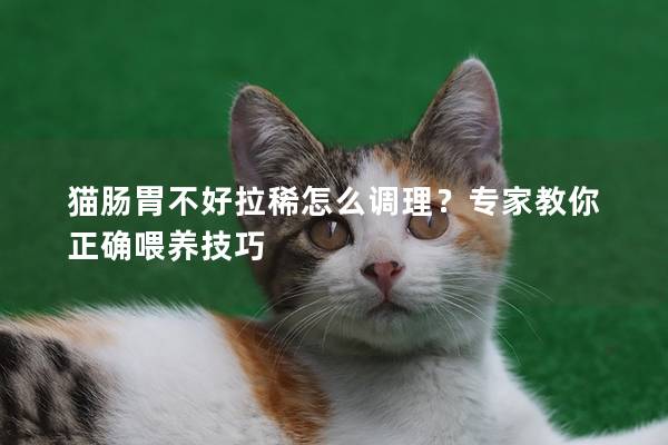 猫肠胃不好拉稀怎么调理？专家教你正确喂养技巧