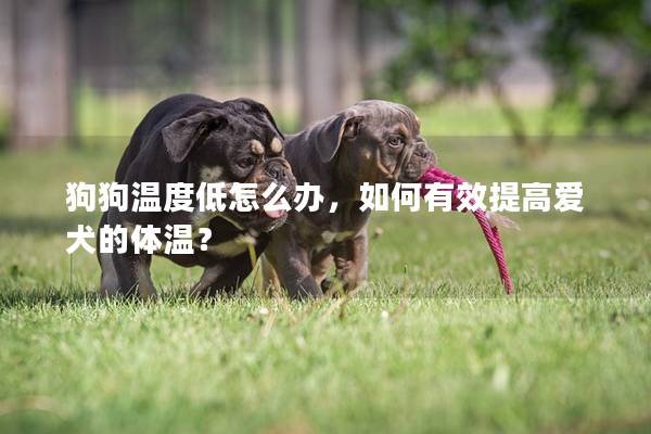 狗狗温度低怎么办，如何有效提高爱犬的体温？