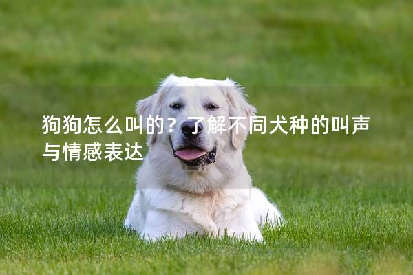 狗狗怎么叫的？了解不同犬种的叫声与情感表达