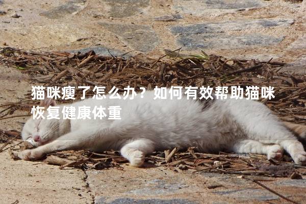 猫咪瘦了怎么办？如何有效帮助猫咪恢复健康体重