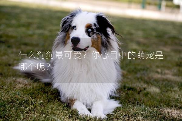 什么狗狗最可爱？你心目中的萌宠是哪个呢？