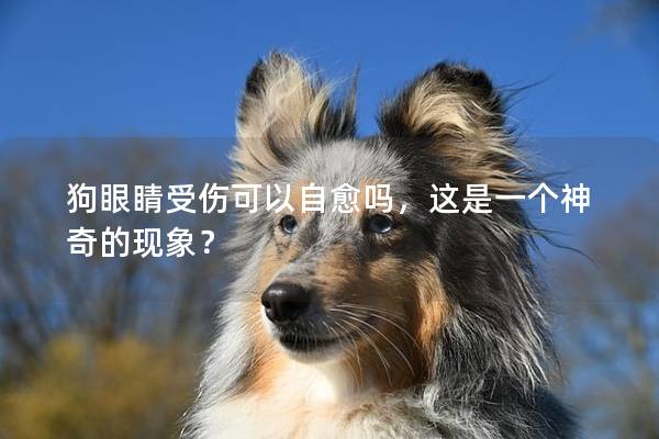 狗眼睛受伤可以自愈吗，这是一个神奇的现象？