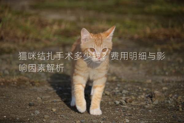 猫咪结扎手术多少钱？费用明细与影响因素解析