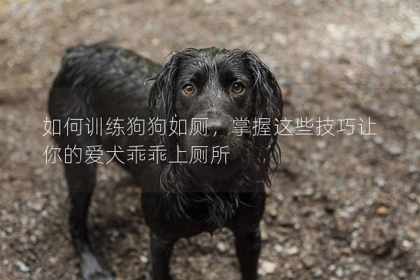 如何训练狗狗如厕，掌握这些技巧让你的爱犬乖乖上厕所