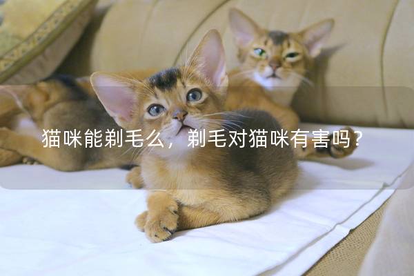 猫咪能剃毛么，剃毛对猫咪有害吗？