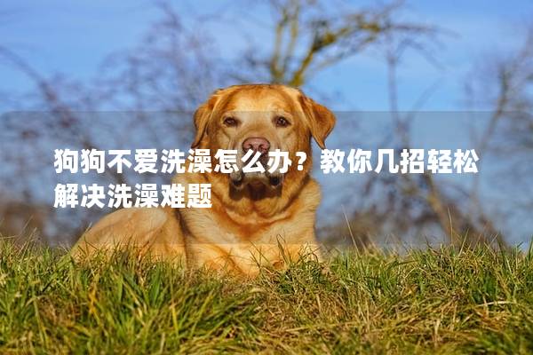 狗狗不爱洗澡怎么办？教你几招轻松解决洗澡难题