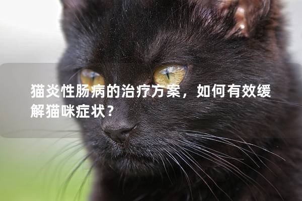 猫炎性肠病的治疗方案，如何有效缓解猫咪症状？