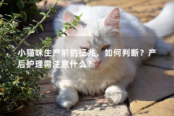 小猫咪生产前的征兆，如何判断？产后护理需注意什么？