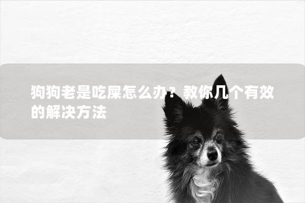 狗狗老是吃屎怎么办？教你几个有效的解决方法