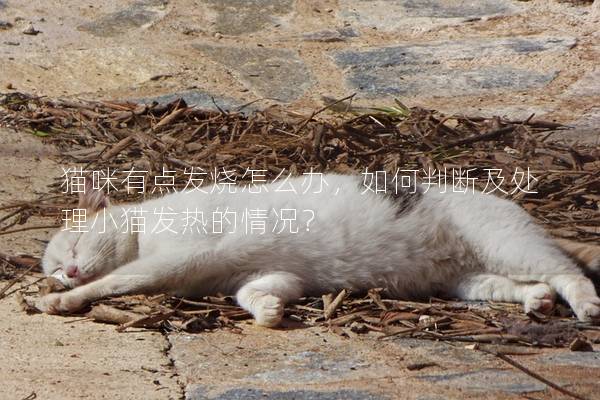 猫咪有点发烧怎么办，如何判断及处理小猫发热的情况？