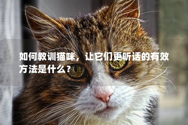 如何教训猫咪，让它们更听话的有效方法是什么？