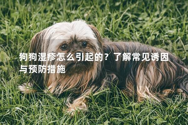 狗狗湿疹怎么引起的？了解常见诱因与预防措施