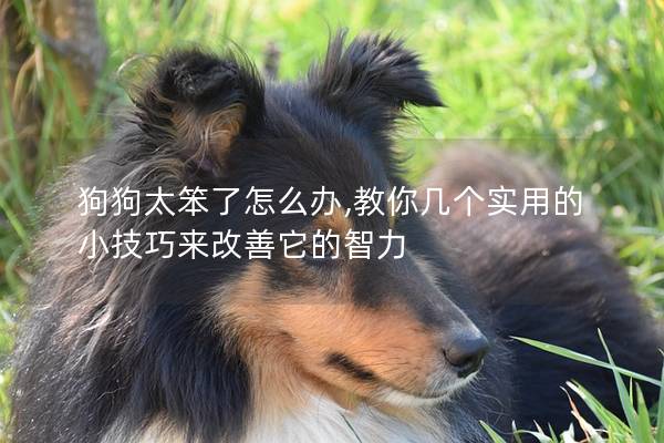 狗狗太笨了怎么办,教你几个实用的小技巧来改善它的智力