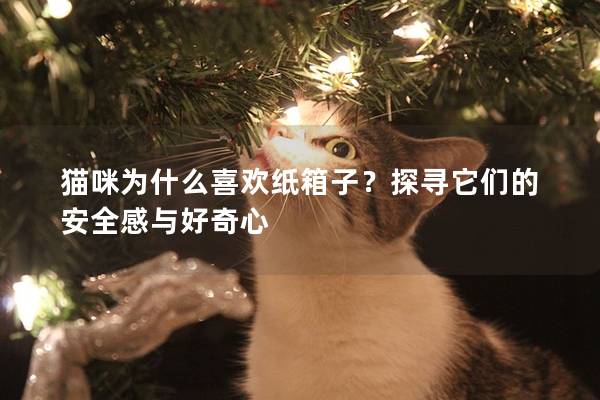 猫咪为什么喜欢纸箱子？探寻它们的安全感与好奇心