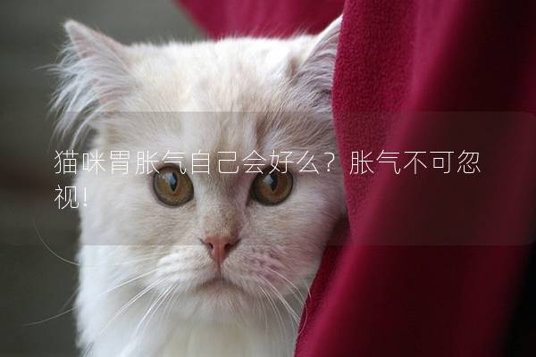 猫咪胃胀气自己会好么？胀气不可忽视!