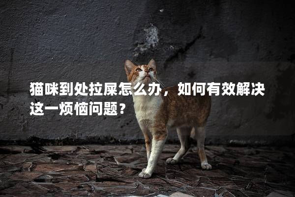 猫咪到处拉屎怎么办，如何有效解决这一烦恼问题？